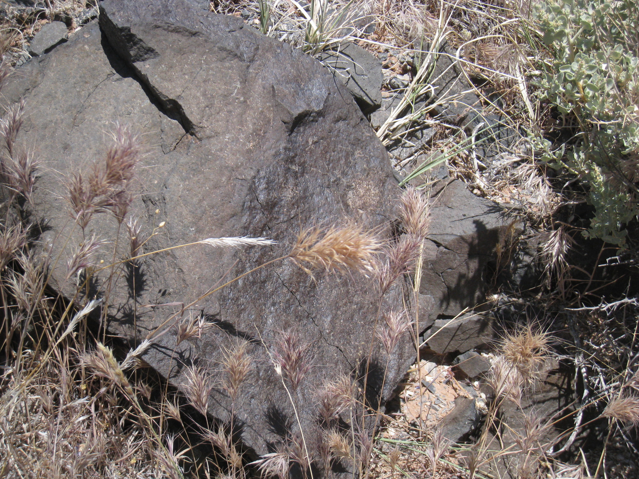 Bushy, brown seedheads