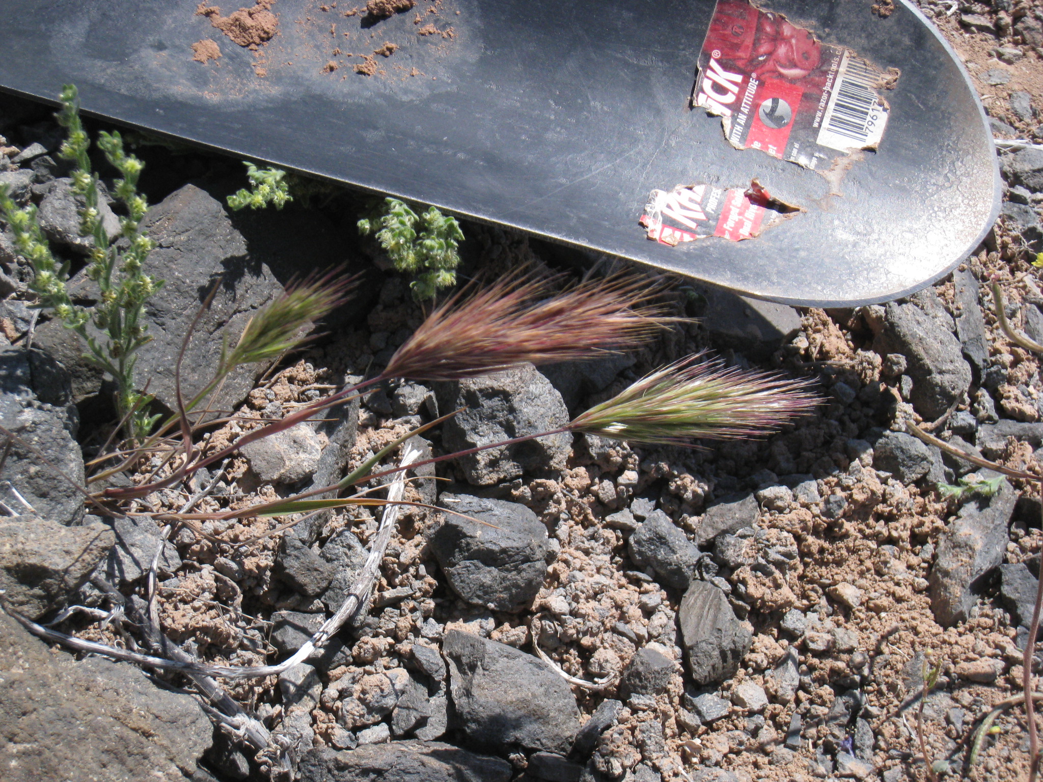 Entire stalks of grass with seedheads shown next to a shovel for scale