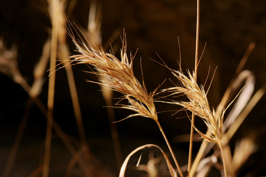 Bushy, brown seedheads