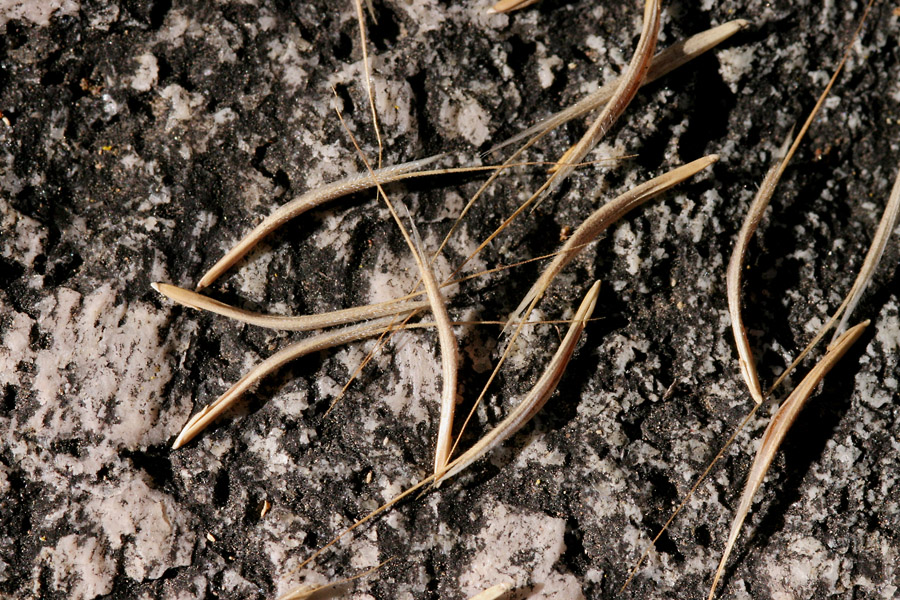 Individual dry seeds with their prominent awns