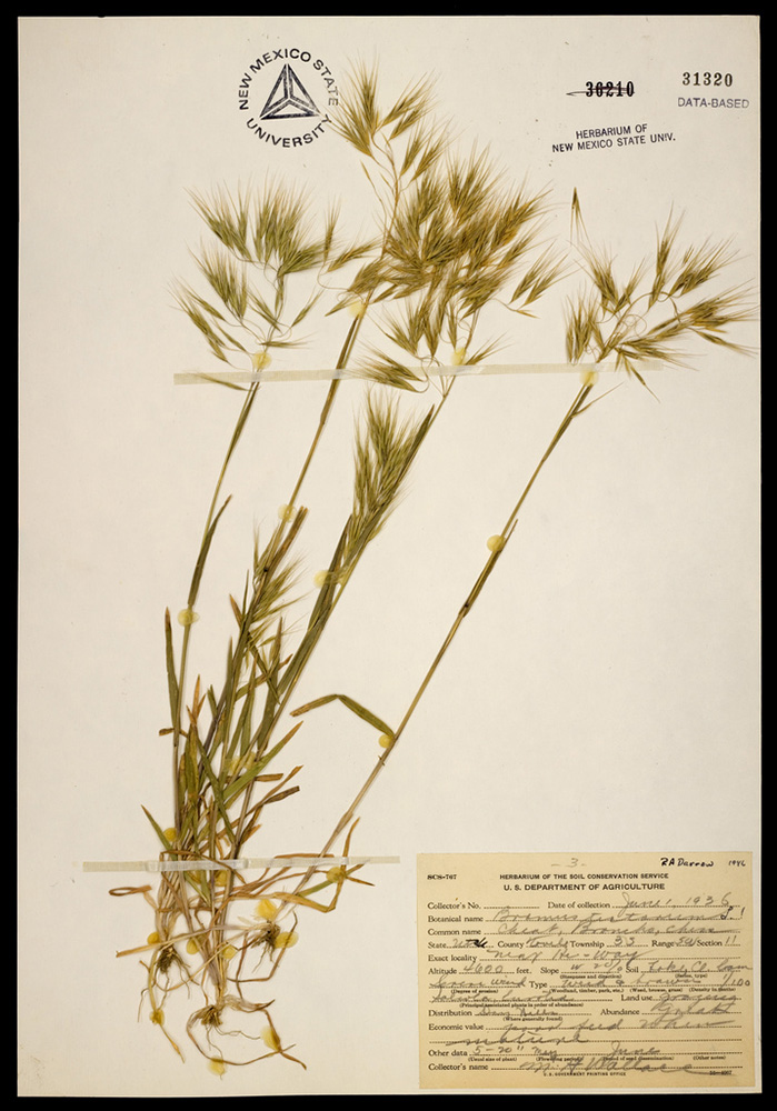Herbarium specimen showing seedheads and stalks