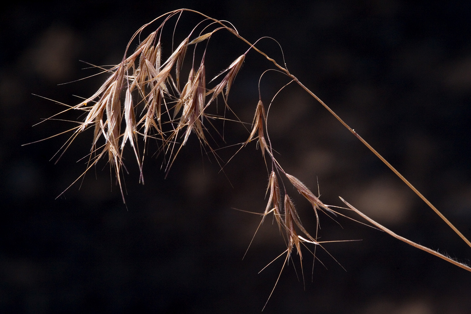 Open panicle with dry seeds and barbed awns