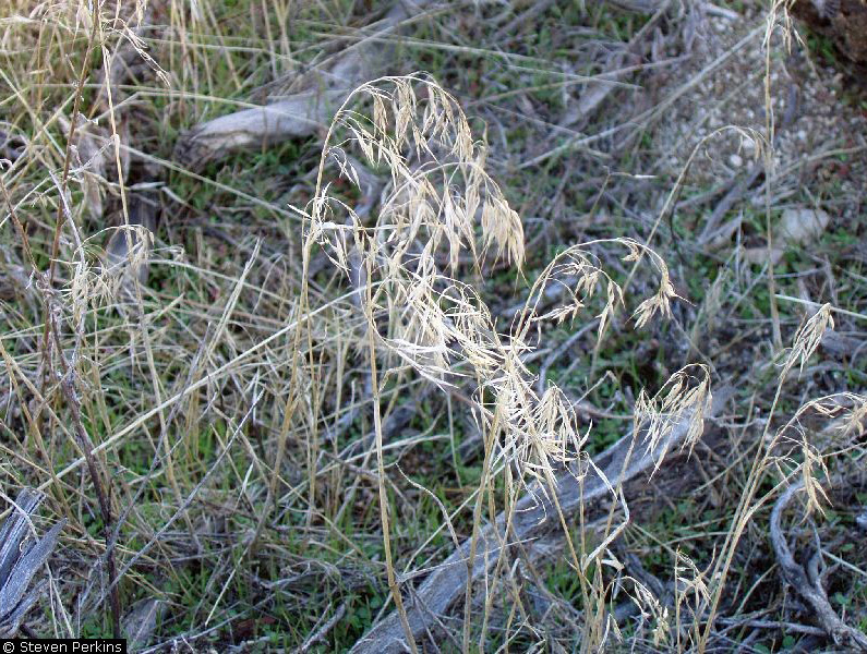 Drooping seedheads of a tall grass, dry yellow/whiteish, with tangled vegetation in the background.