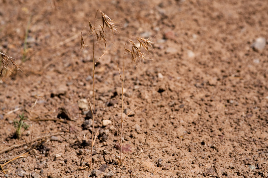 Dry seedheads with awns