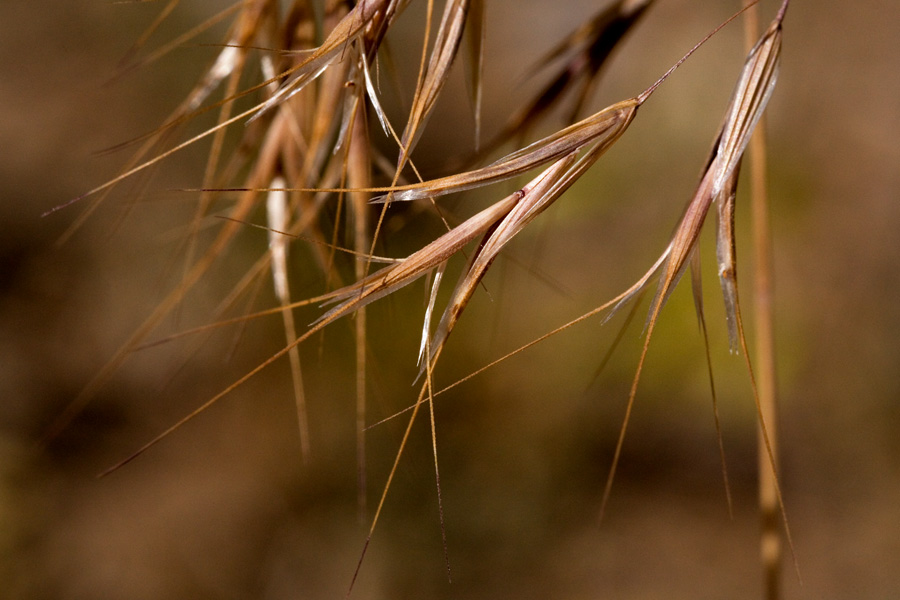 Distinctive seeds with awns flaring outward