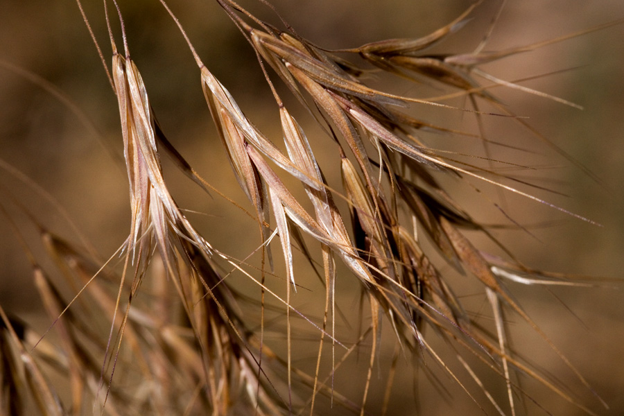 Bristly seeds with awns