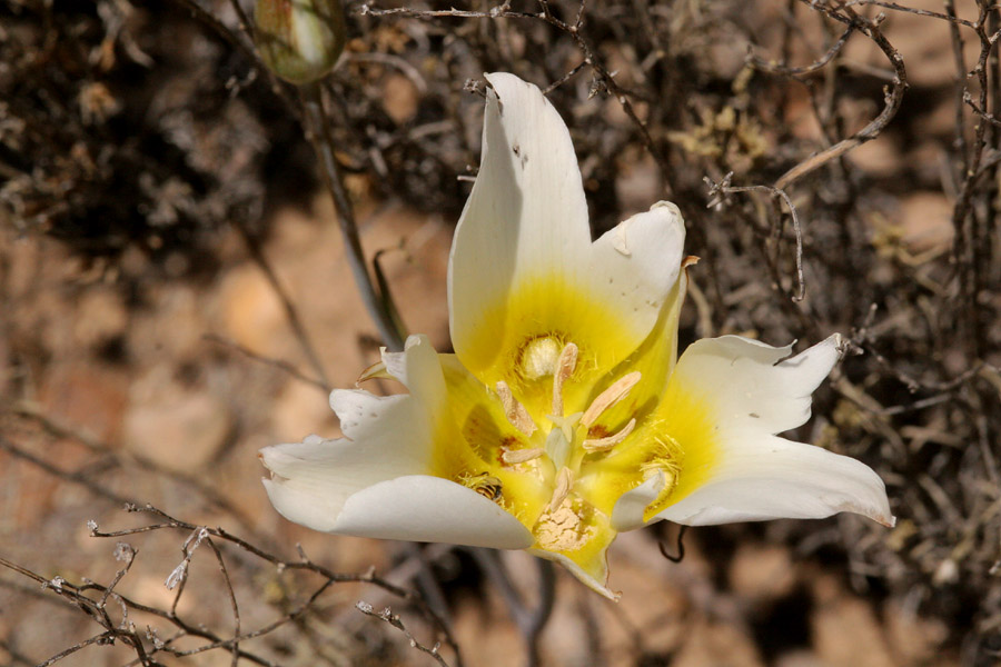 A fading bloom with tiny yellow hairs on the petals near the center of the flower