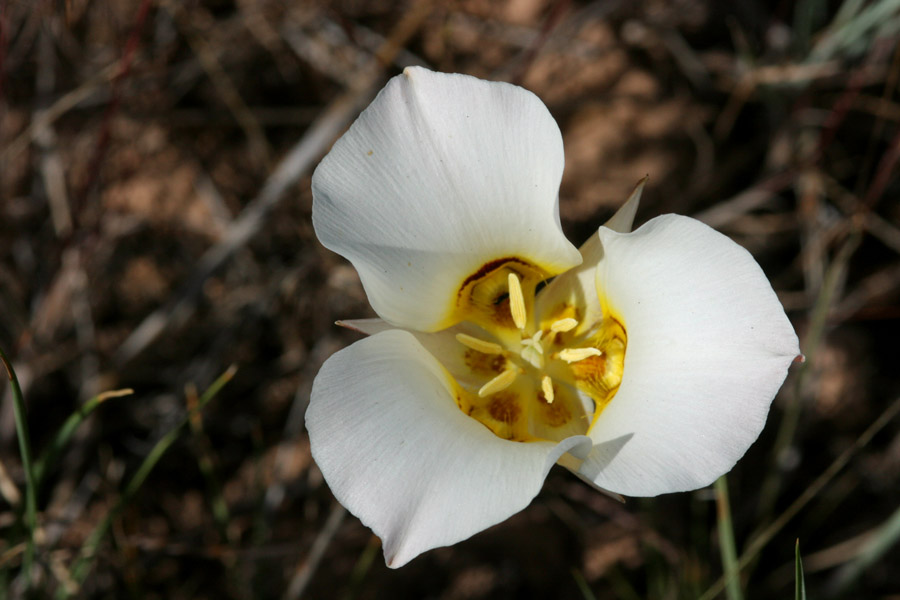 A white flower displaying arrangement of its three petals. Two of the sepals are just visible, peeking from between the petals.