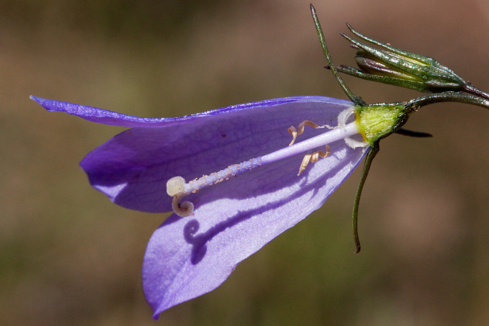 Cross-section of flower, showing purple/blue flowers and cutaway view of stigma and style