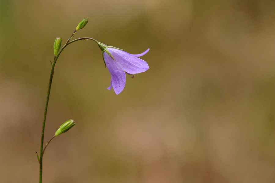 Nodding habit of flower, showing outwardly curving petals that are characteristic of the bluebell