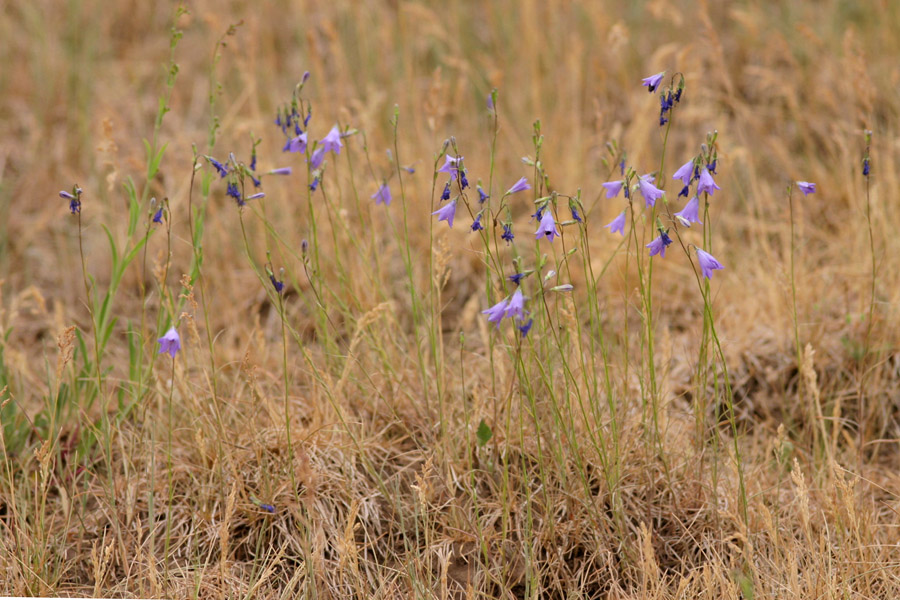 Erect stems and nodding flowers