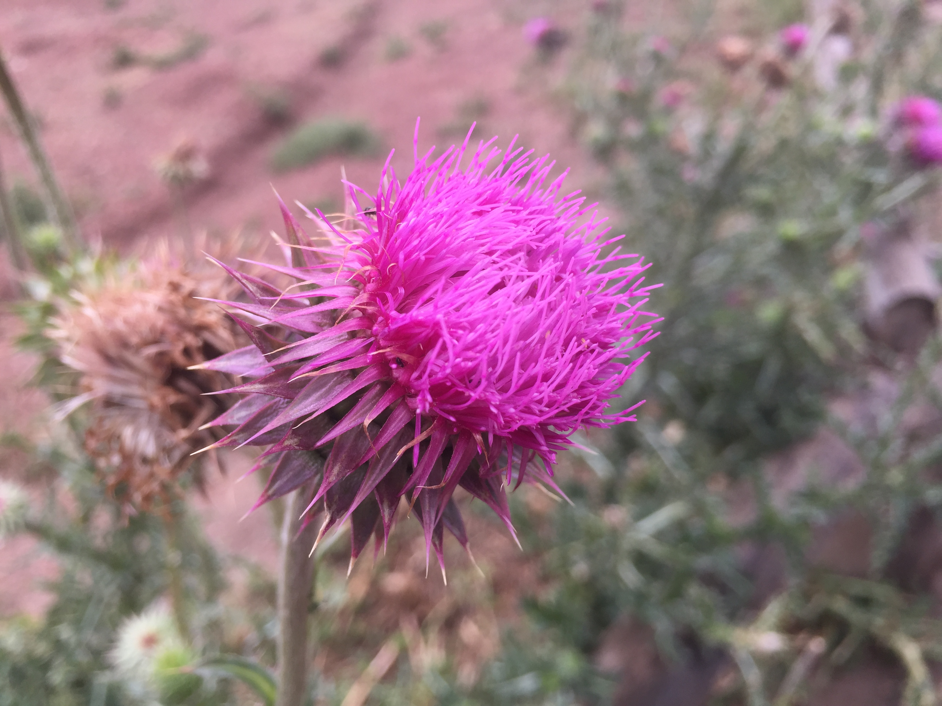 Bright pink blossom with spiny bracts below it