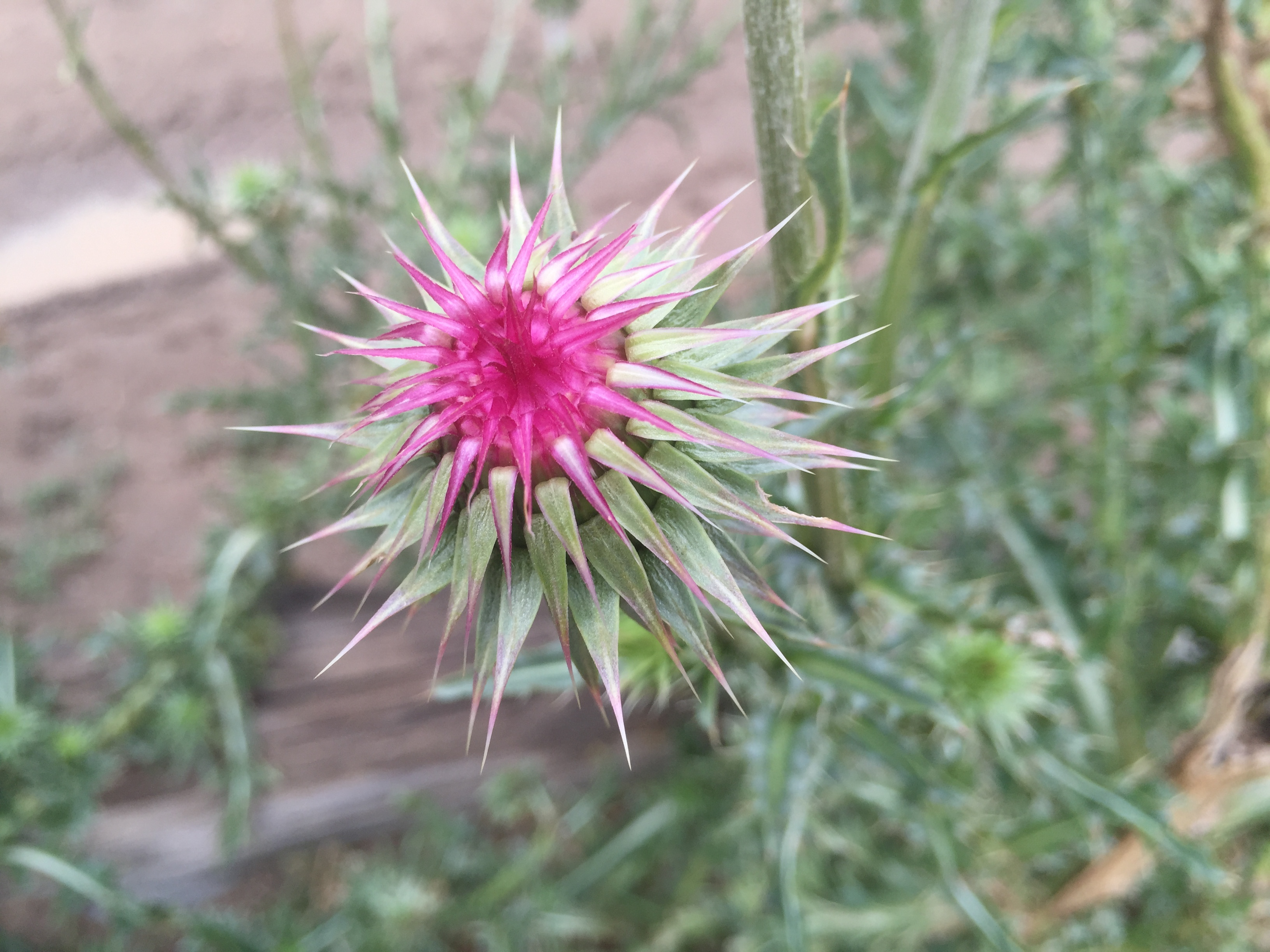 A flower just beginning to open--most of it is spines!