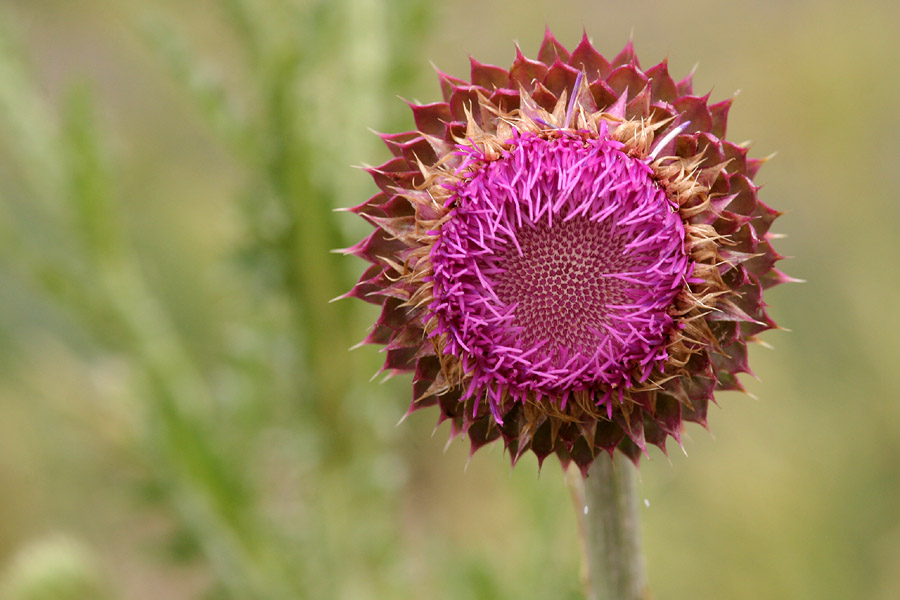 A frontal view of a flower, showing a pink ring of disk flowers. The deeper red bracts form a ring around the entire flower