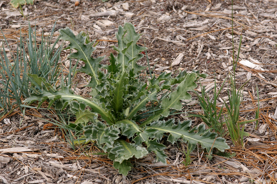 Spiny leaves in a basal rosette formation of a young plant