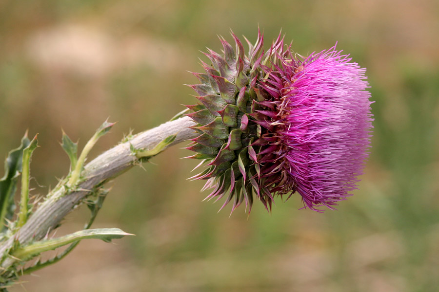Side view of a flower showing how much of it is spiny bracts with the pink disk flowers standing straight up from the base of the flower