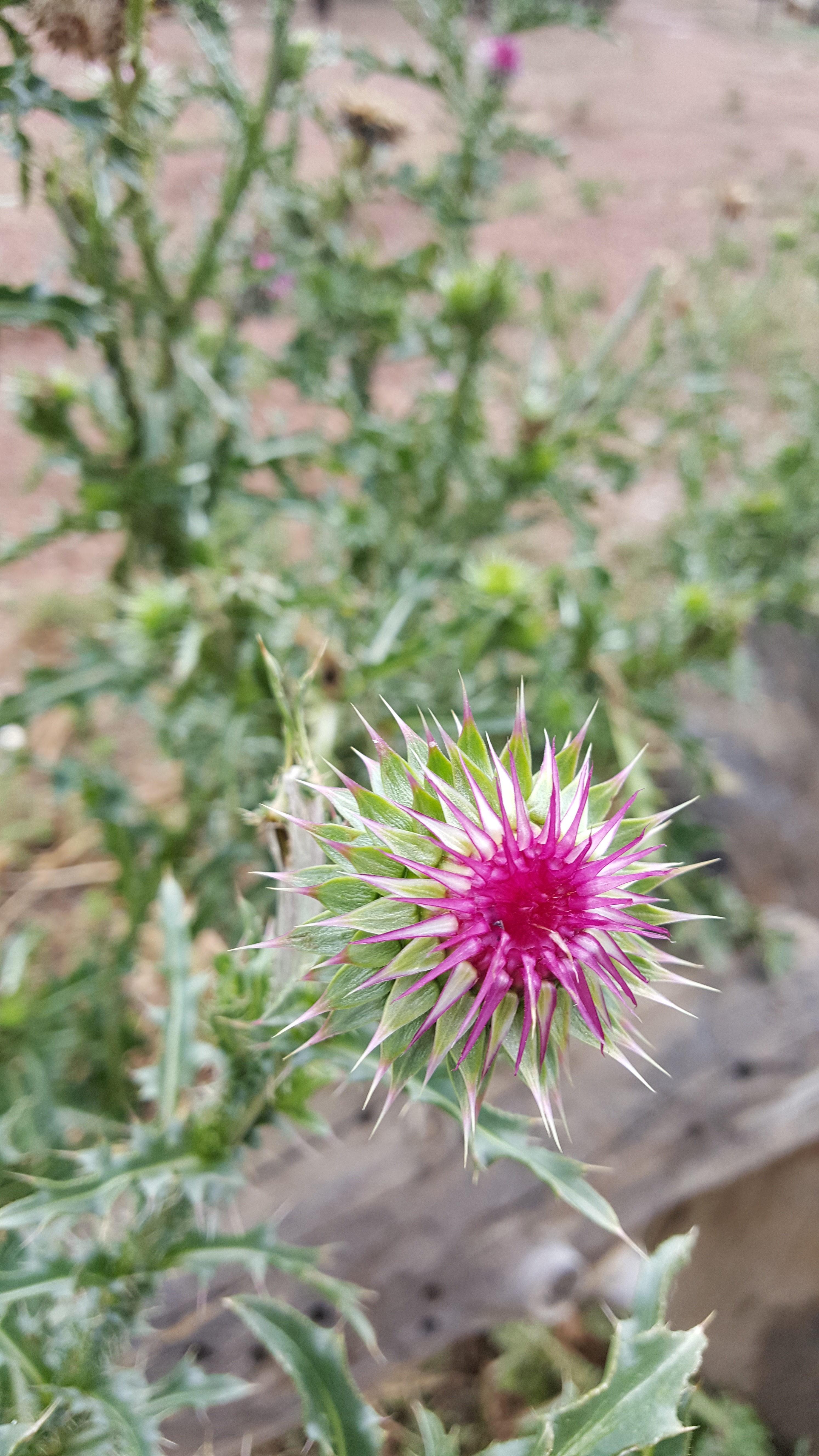 A flower just beginning to open