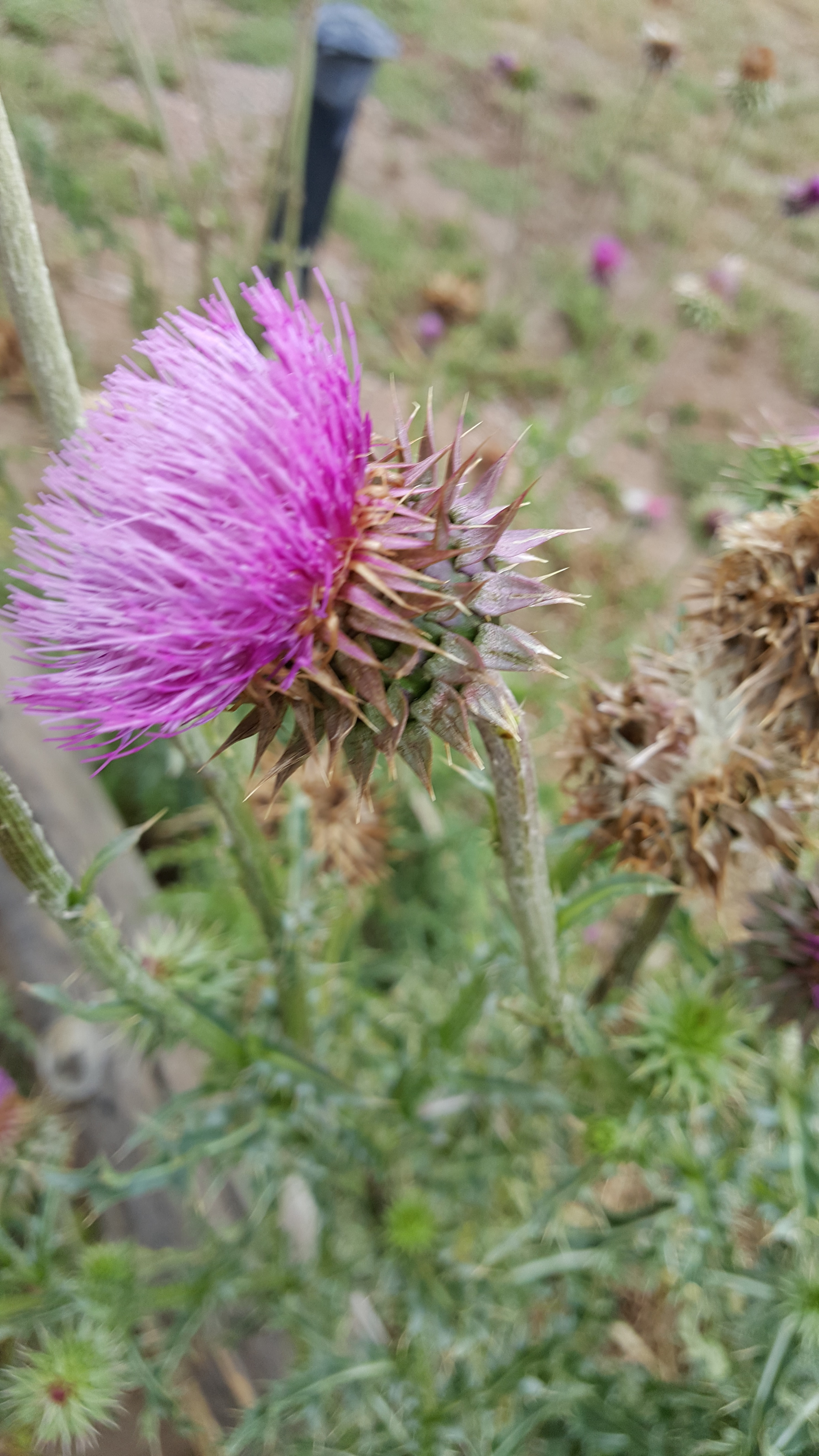 As the flower ages, the disk flowers spread farther apart, and the bracts become slightly brown