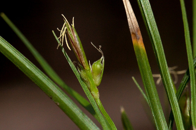 Leaf blades and purplish-green flower of Carex geophila