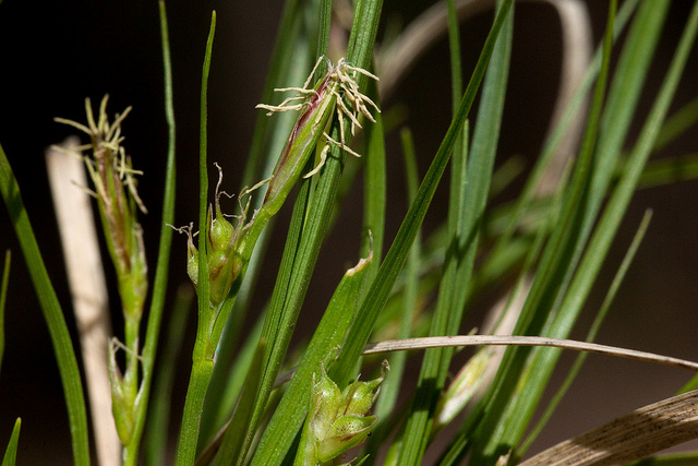 Flowers and glossy green leaves of Carex geophila