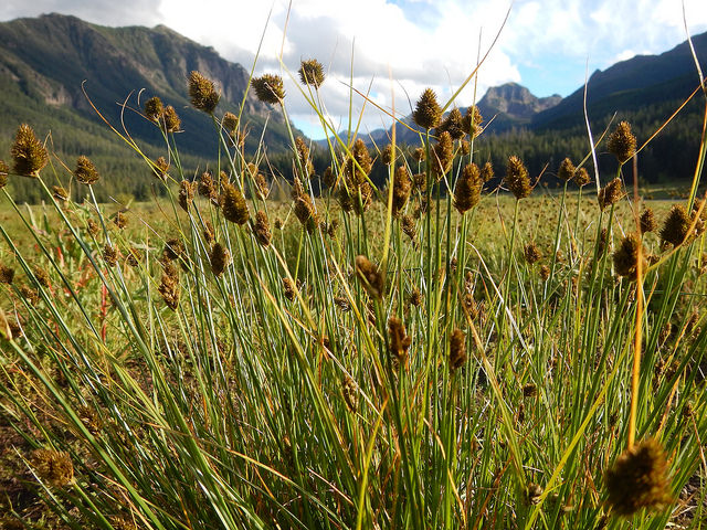 An extensive stand of Carex geophila in a grassy river valley habitat