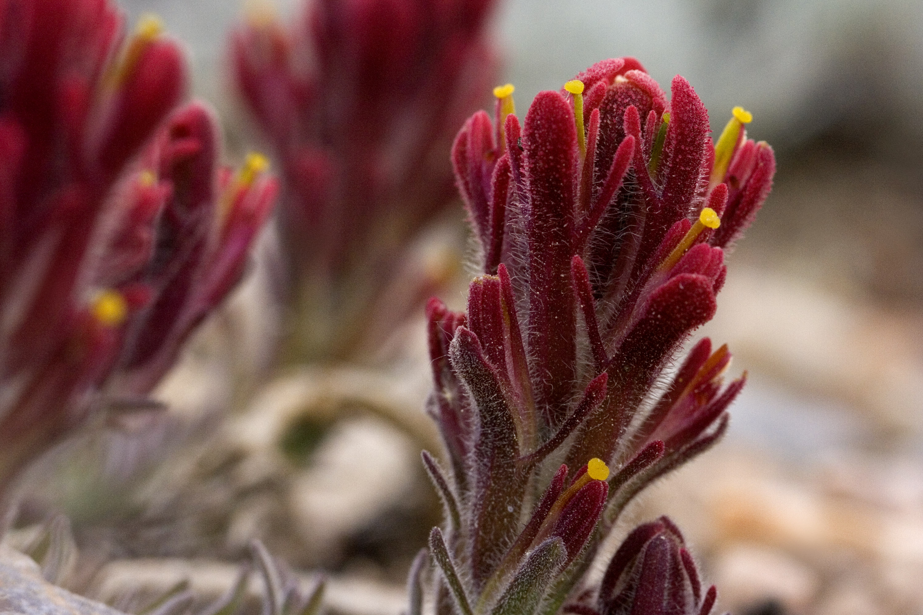 Deep crimson, slightly fuzzy bracts with tiny yellow flowers nestled among them