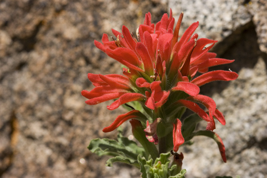 Specimen displaying bright red bracts