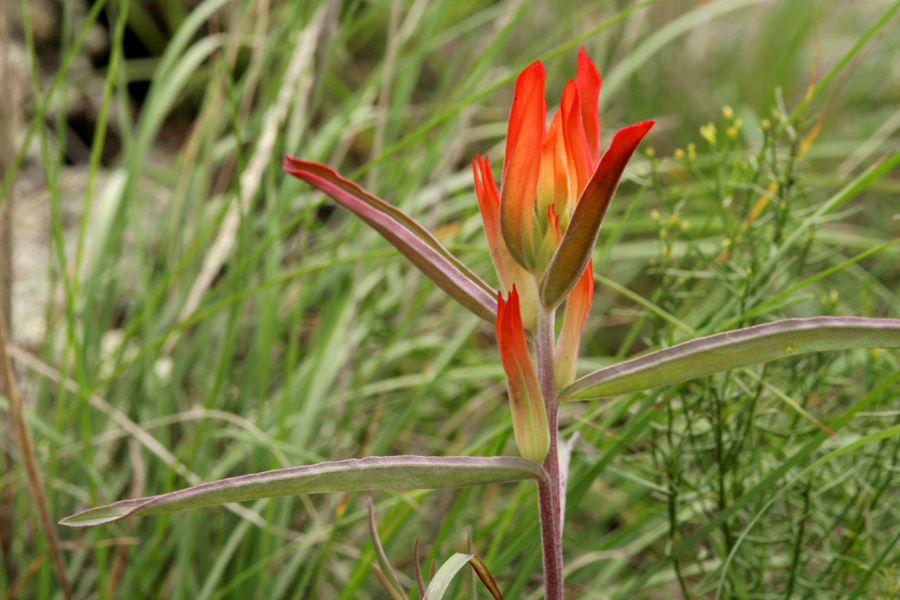 In this specimen, the flowers are somewhat separated from one another so that it is easier to see how they attach to the stem