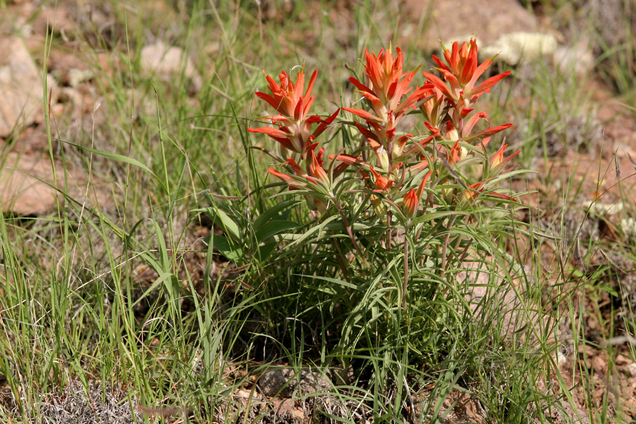 Growth habit showing a number of stems with foliage and flowers