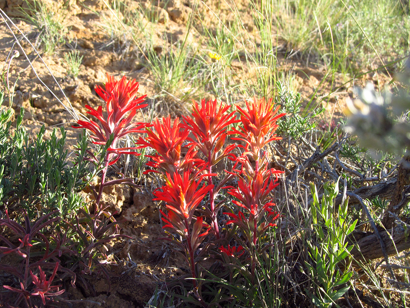 Bright orange red mass of bracts (modified leaves) at the top of a plant with red/purple leaves below them and green foliage behind and in front of them.