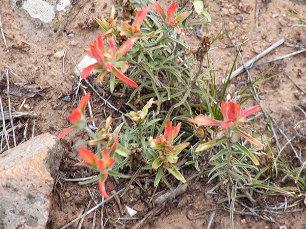 Close-to-ground plant with light green lower leaves and reddish bracts (modified leaves) at the top giving the impression of a flower.