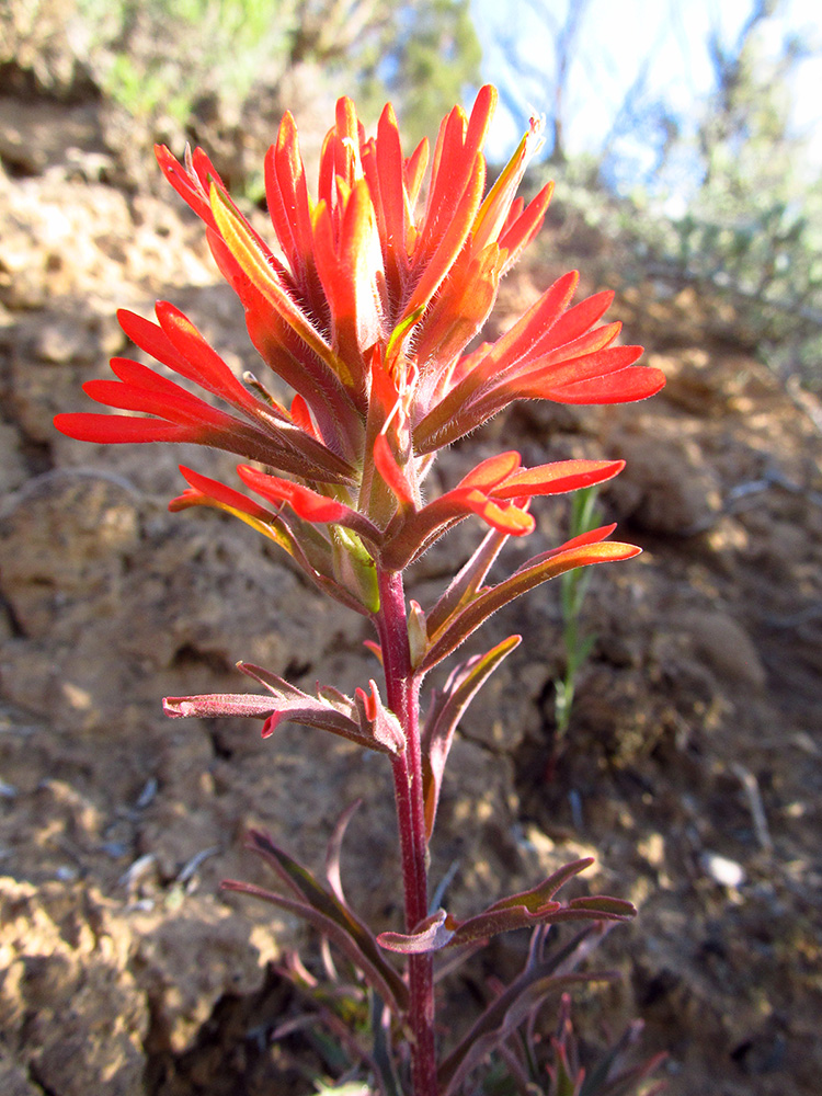 Bright orange red bracts (modified leaves) that give the impression of a flower, on a reddish/purple stem.
