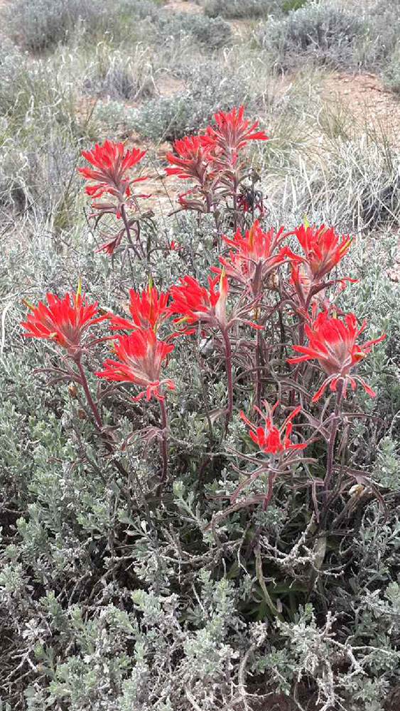 Tall, bright orange red bracts (modified leaves) that give the impression of a flower. Green foliage lower to the ground surrounding the bract stems