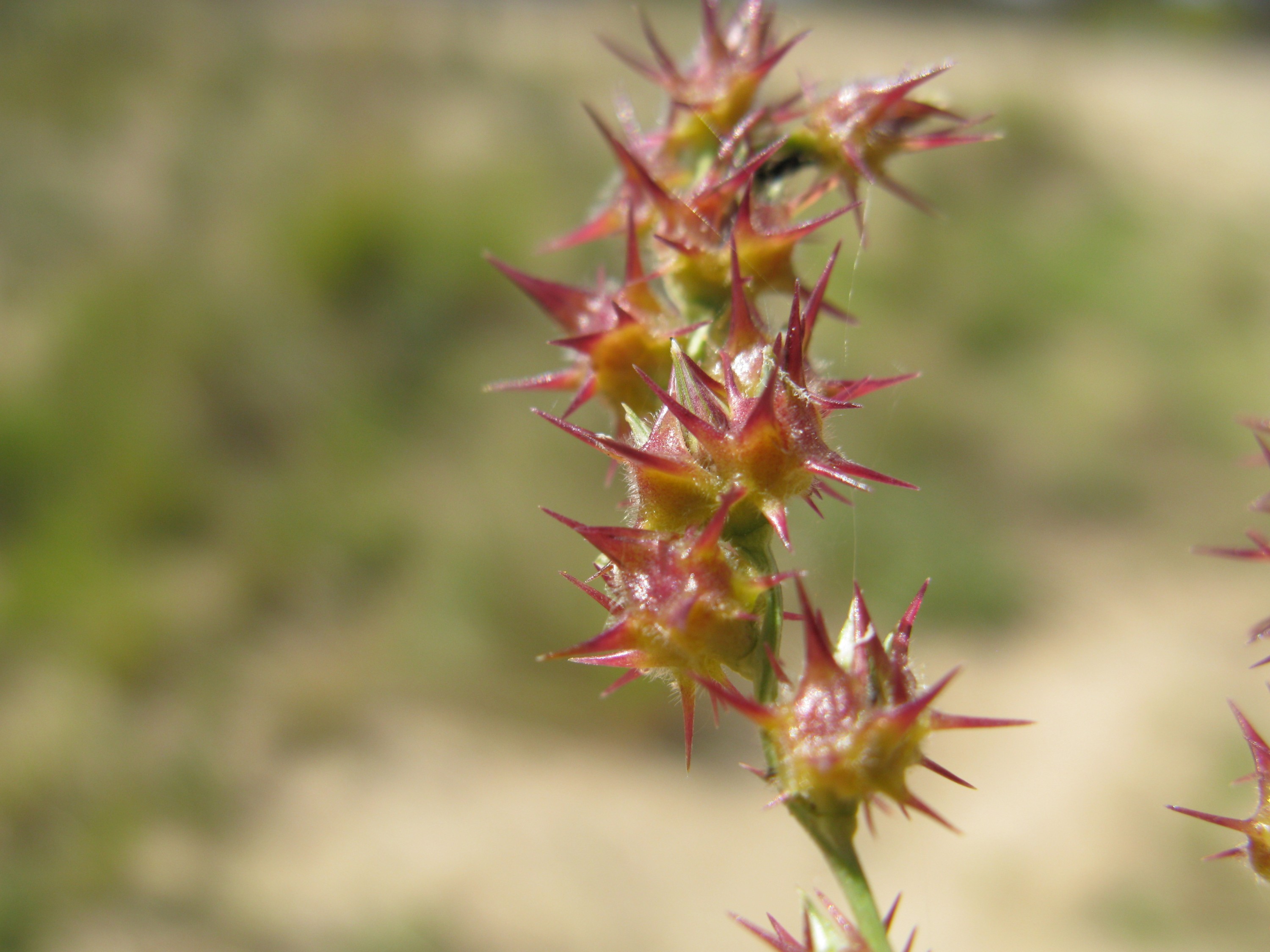 Reddish-brown burs along the stem