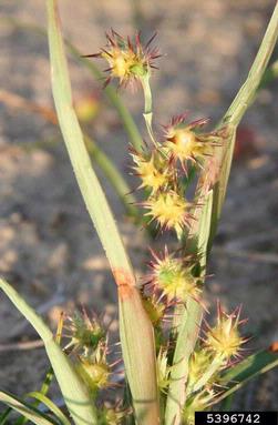 Burs with primarily green-yellow coloration, juxtaposed with leaf blades