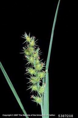 Panicle showing arrangement of burs and leaf blades
