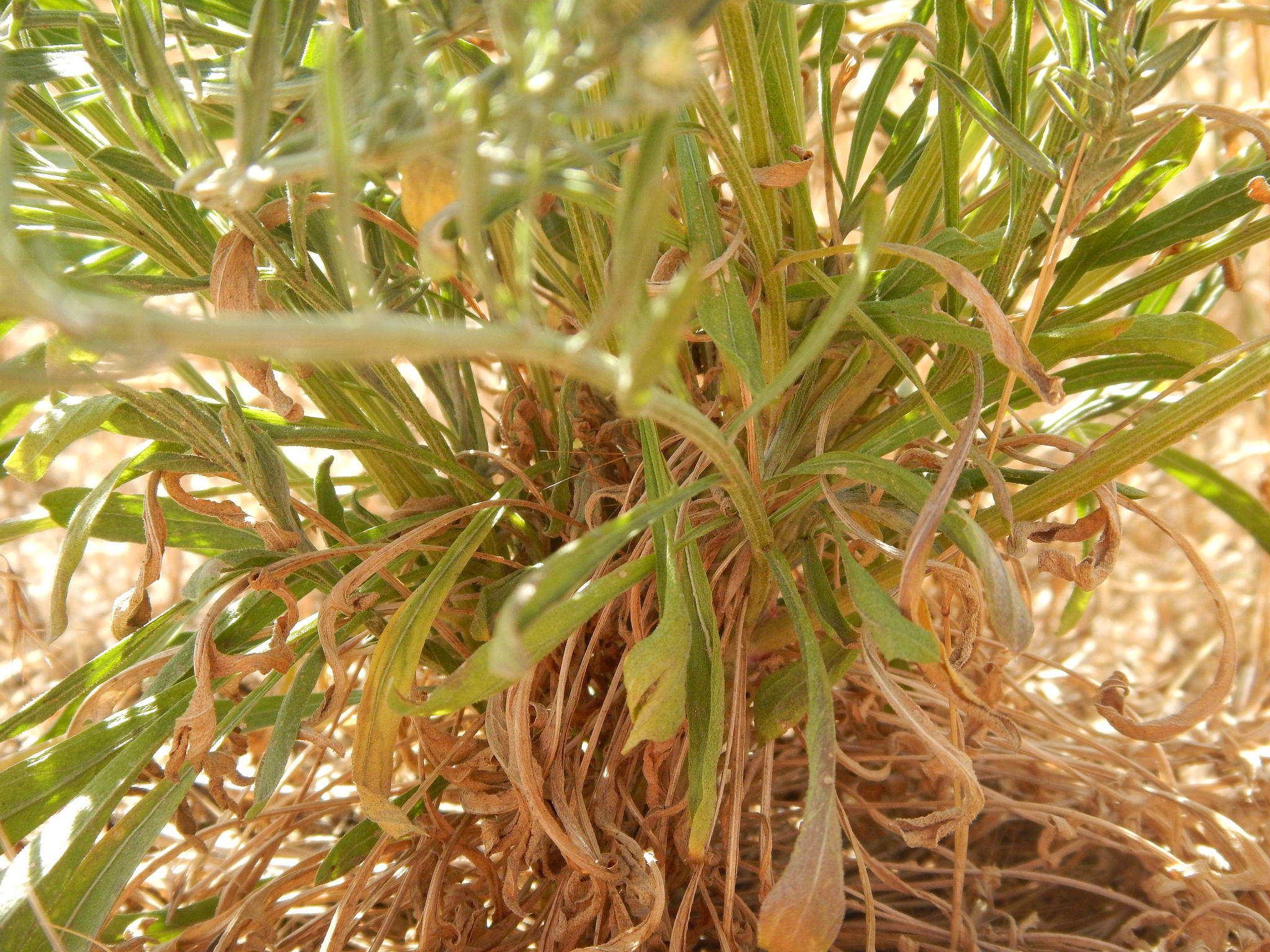 Base of plant with numerous leaves