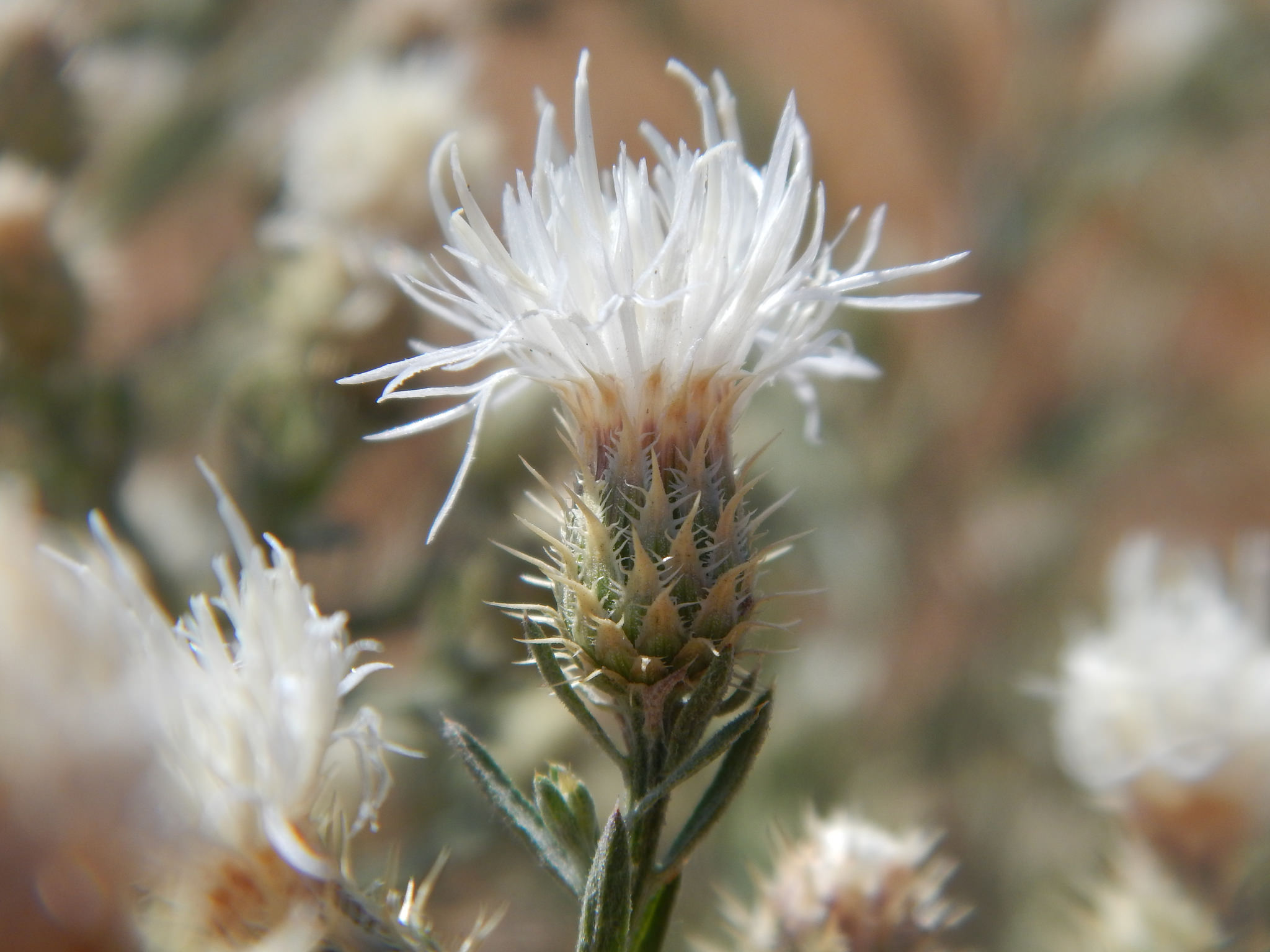 White flower with involucre in an urn shape beneath