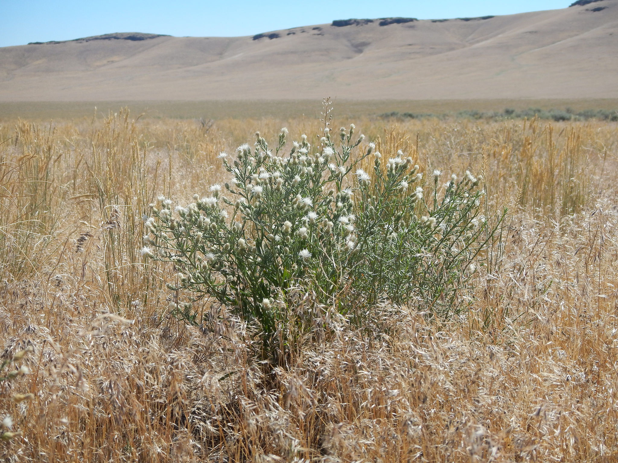 Growth habit in grassland habitat