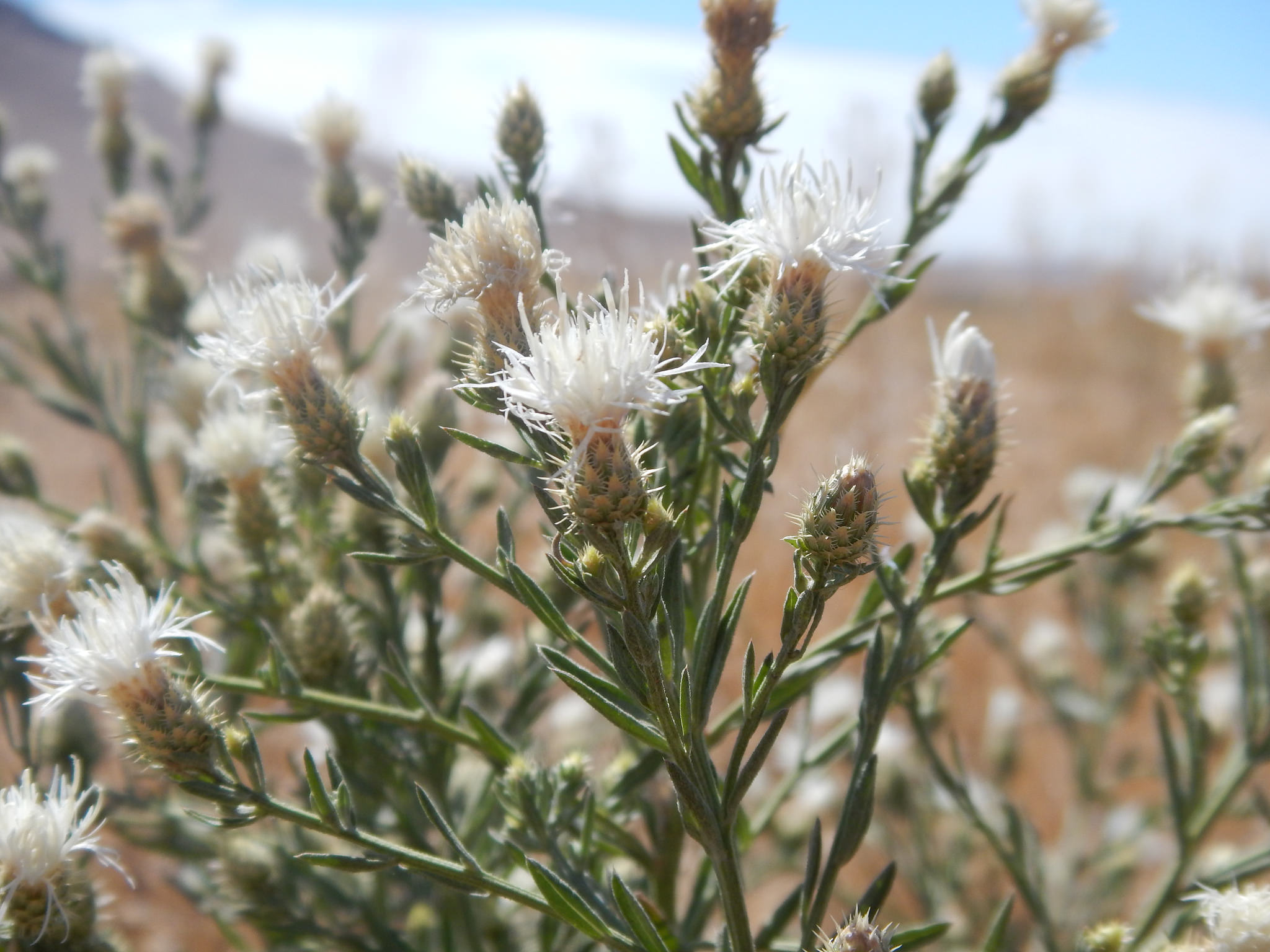 Arrangement of flowers on stems with linear foliage