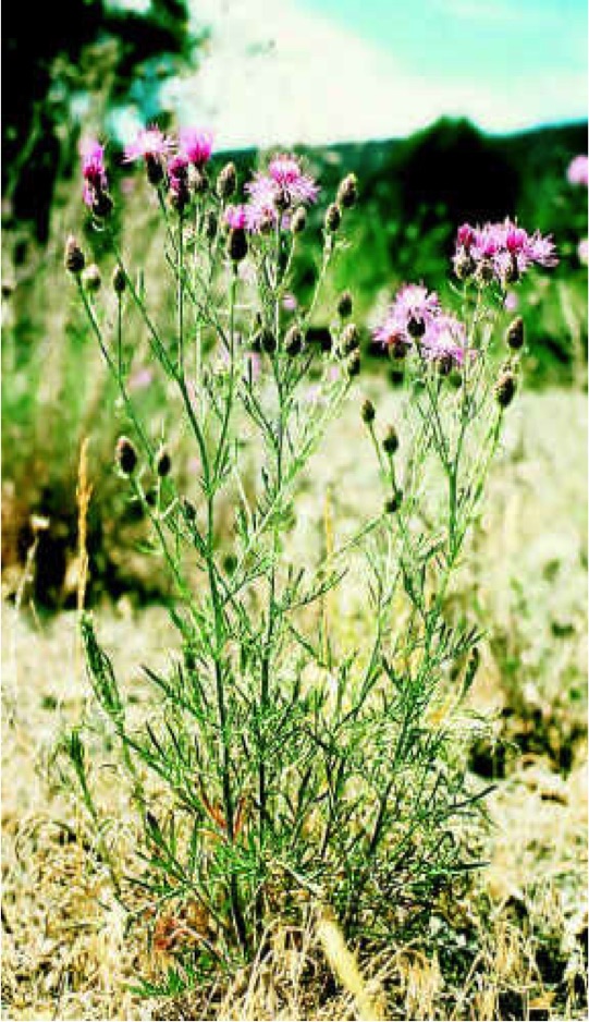 Many-branching non-woody plant with thistle-style flowers on spindly stems with green grass in field