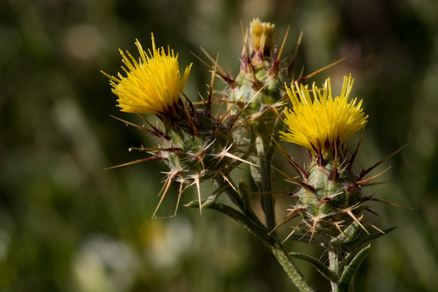 Stem with three flowers, one closed, two open (yellow).