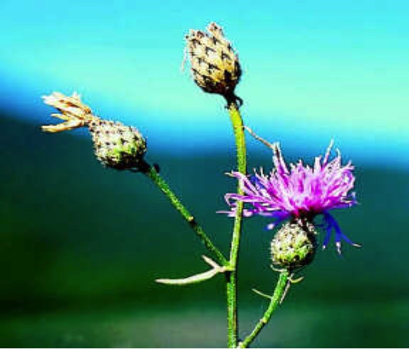 Thistle-style flower heads on spindly stem; one open, pink/purple, and two closed flowers.