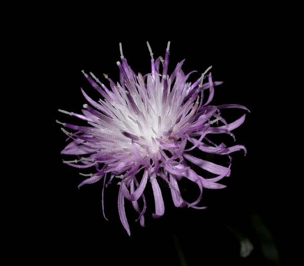 Single flower head, pink/purple.