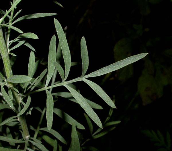 Green stem and leaves.