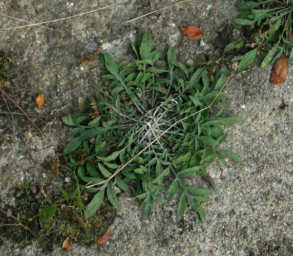 Green stem and leaves growing close to ground.