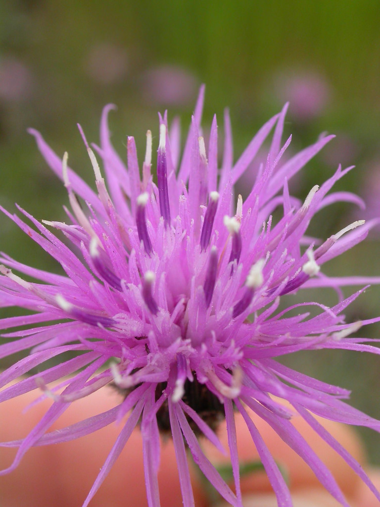 Single flower head, pink/purple.
