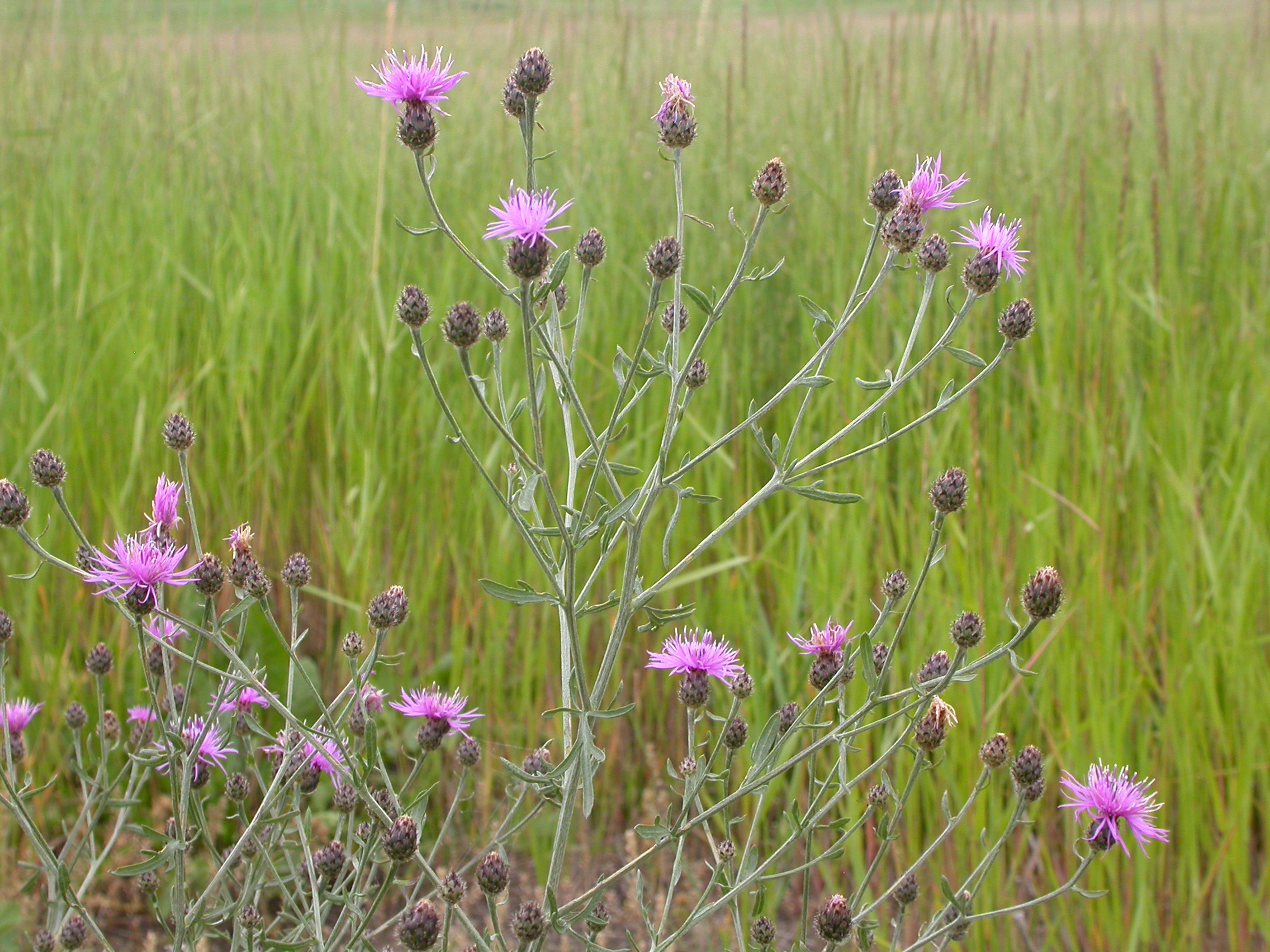 Many-branching non-woody plant with thistle-style flowers on spindly stems with green grass in the background.