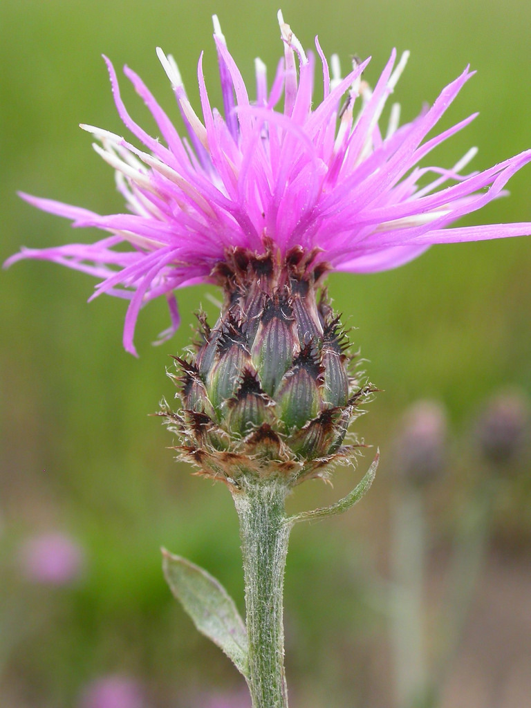 Single flower head, pink/purple, with spiny bottom.