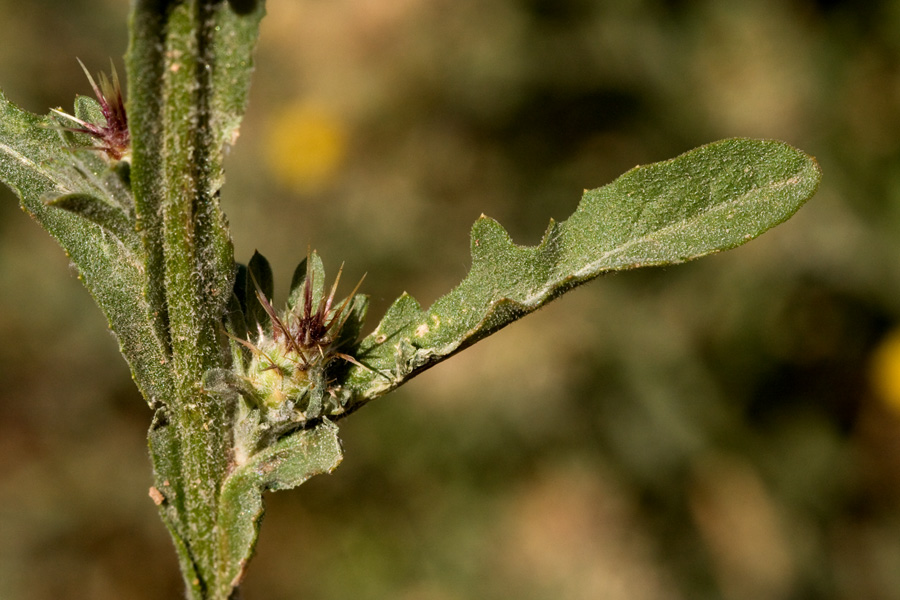 Muted green stem and leaves with closed spiny flower bud.